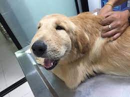 I think that if it bit your dog, he would be showing it, as it is a very painful bite! My Dog Got Bit By A Spider What Should I Do Symptoms And Treatment