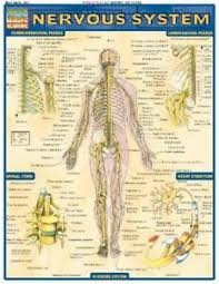 Details About Nervous System Laminate Reference Chart Poster