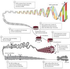 DNA Packaging: Nucleosomes and Chromatin | Learn Science at ...