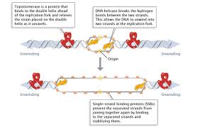 molecular events of dna replication