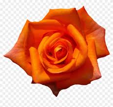 rose orange blossom bloom flower