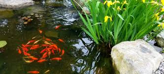 Advantages Of Submersible Garden Pond