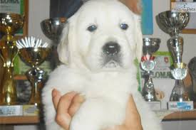 We did not find results for: Ict Free Golden Retriever Puppy For Sale Near Hickory Lenoir North Carolina 8ccef747 16a1