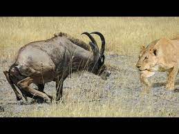 Bị vây hãm bởi hai con sư tử hung dữ, chiến thắng vẫn mỉm cười với loài  động vật "thức ăn" | Tin nhanh chứng khoán