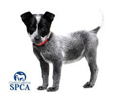 This blue boy is otis, a 2 year old australian cattledog who weighs about 32 pounds. Sage Is A 3 Month Old Female Black White Australian Cattle Dog Blend Central California Spca Fresno Ca