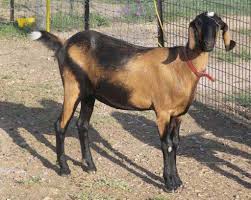 Anglo Nubian Goat Breed Information Modern Farming Methods