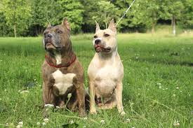 Training should be patient, respectful, and firm. American Staffordshire Terrier Information And Pictures Petguide