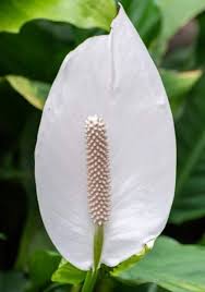 how to revive a dying peace lily