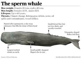 whale s on oregon coast are