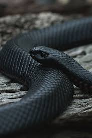 black cobra s snake hd phone