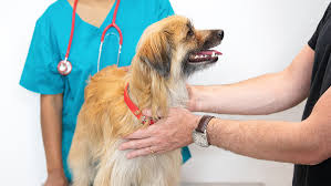 Symptoms of liver cancer in dogs unfortunately, many dogs with liver cancer are asymptomatic until the tumor reaches a large enough size to cause problems, which makes it a hard disease to prevent. Cancer In Dogs Symptoms Treatment Purina