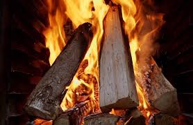 Do Pine Trees Produce Good Firewood
