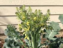 What should I do if my broccoli is flowering?