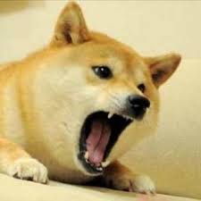 We are constantly expanding our services to new games. Doge King Of Dog Memes Ceodoge Twitter