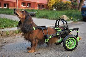 3d printed wheelchairs for dogs
