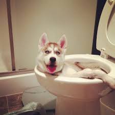 Image result for cartoon dog lifts leg to pee
