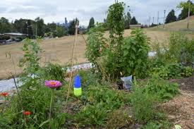 Urban Permaculture Food Forest