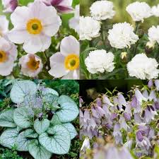 the best perennials for shade