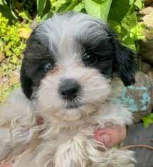 shih tzu x toy poodle puppies ready now