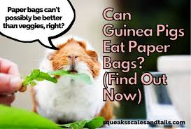 can guinea pigs eat paper bags find