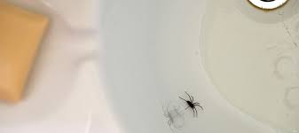 common bathroom bugs how to get rid