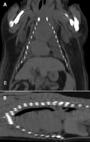 Mediastinal Lymphoma And Chylothorax In A Striped Skunk