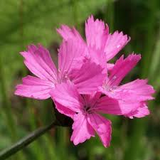 carnation flower spain s national