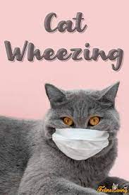 Waarom piept mijn kat? 9 Veel voorkomende oorzaken van piepende ademhaling  en hoesten - kattentuin