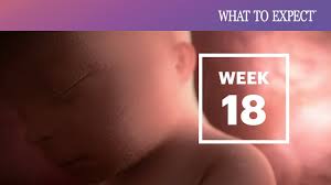 18 Weeks Pregnant What To Expect