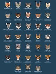This list contains some very weird animals that live on the african continent. The World S Small Wild Cats And Their Iucn Red List Status In Download Scientific Diagram