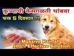 hair fall upay marathi dog shedding