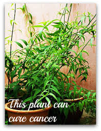 It can be propagated by seed or stem cutting. Sabah Snake Grass Herbal Cancer Treatment Hubpages