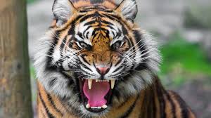tiger hd wallpapers 1920x1080 group 92