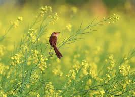 HD Wallpapers on Twitter: "Sparrow 😍 Image By: ThuyHaBich #DownloadTheApp  https://t.co/3azTGzRBGU #field #sparrow #green #yellow #plants #nature #bird  #water #photooftheday #beautiful #wonderful #amazing #awesome #HDWallpapers  #wallpapers #download ...
