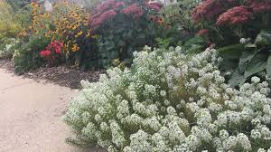 sweet alyssum how to grow and care for