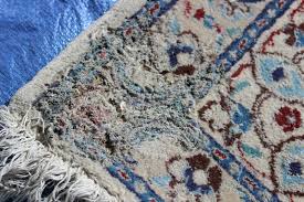 moth damage to fine area rugs