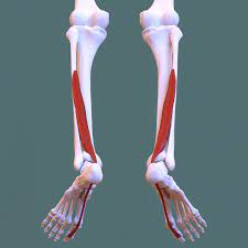 Amount of excurion is based on location of the tendon. Flexor Hallucis Longus Muscle Wikipedia