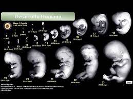 Pada fase ini penyatuan sperma dengan ovum akan menjadi sebuah zigot. Moms Ayo Pantau Perkembangan Janin 1 Bulan Dalam Kandungan 8211 Good Doctor Tips Kesehatan Chat Dokter Beli Obat Online