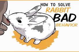 how to solve common bunny behavior problems