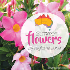Summer Flower Planting Guide By