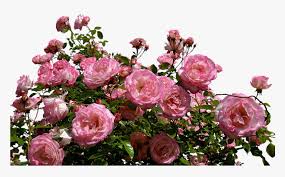 roses pink bush flowers garden