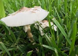 I noticed that they break quite easy and not as durable as the mushrooms we eat. The Life Threatening Reasons Your Child Should Never Eat Wild Mushrooms
