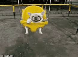 Most french bulldogs can't swim without a life vest. Bulldog In A Swing Senor Gif Pronounced Gif Or Jif