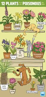 poisonous plants for cats petmd