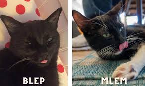 mlem and blep in cats
