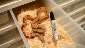 Boa Constrictor Growth Baby To Adults Epicmorph