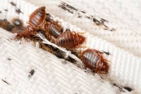 how to get bed bugs out of a carpet