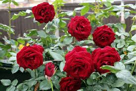 red rose plant at rs 25 piece s rose