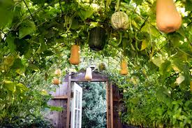 how to grow squash vertically to save e