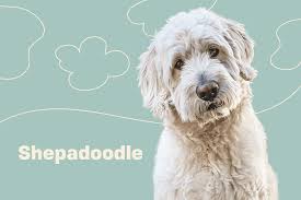 shepadoodle dog breed information and